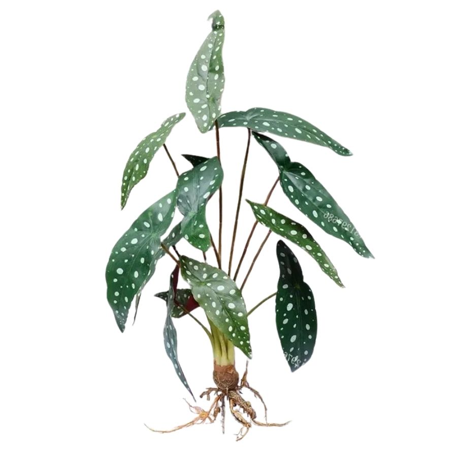 The elegance of PolkaLeaf