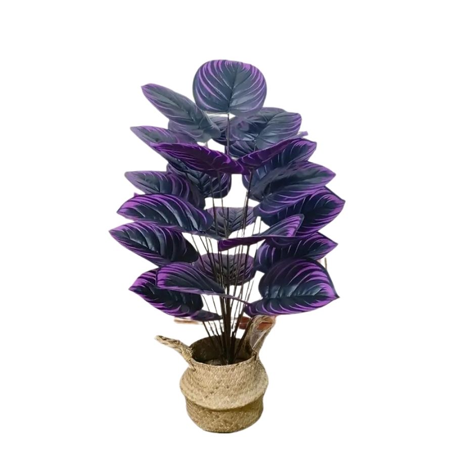 Calathea Violette Elegance