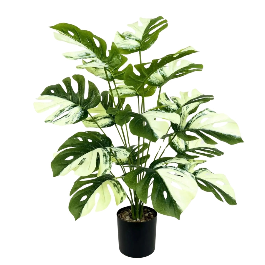 Variegated Monstera™