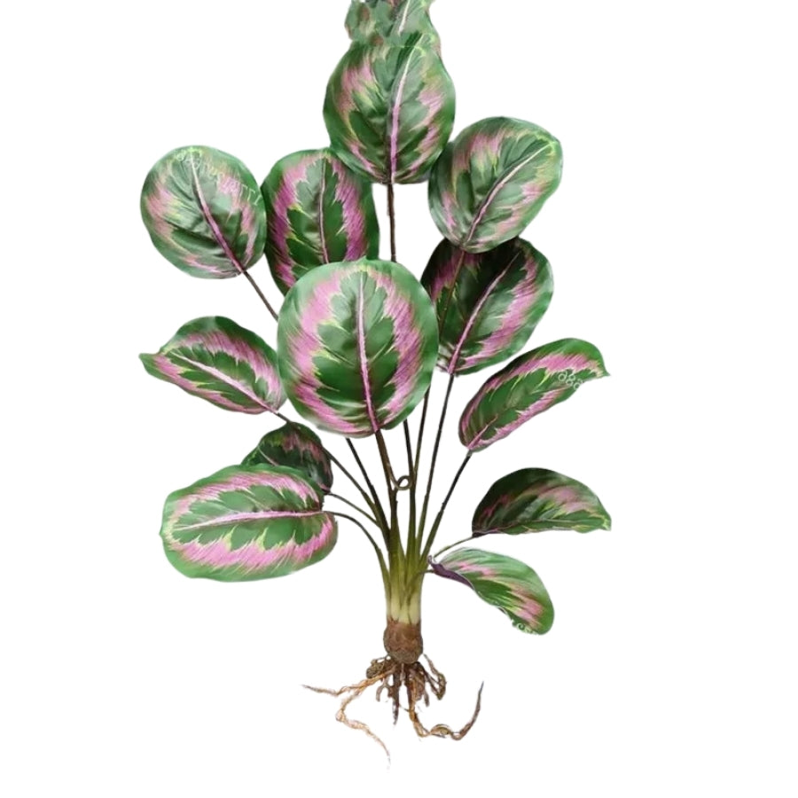 Calathéa Éclat d'Artifice