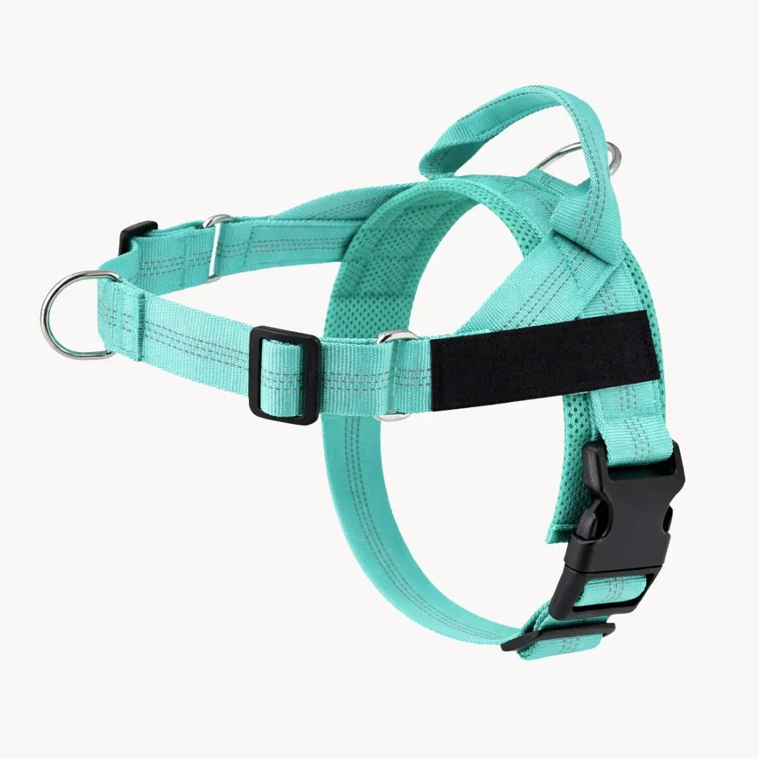 Harnais de dressage