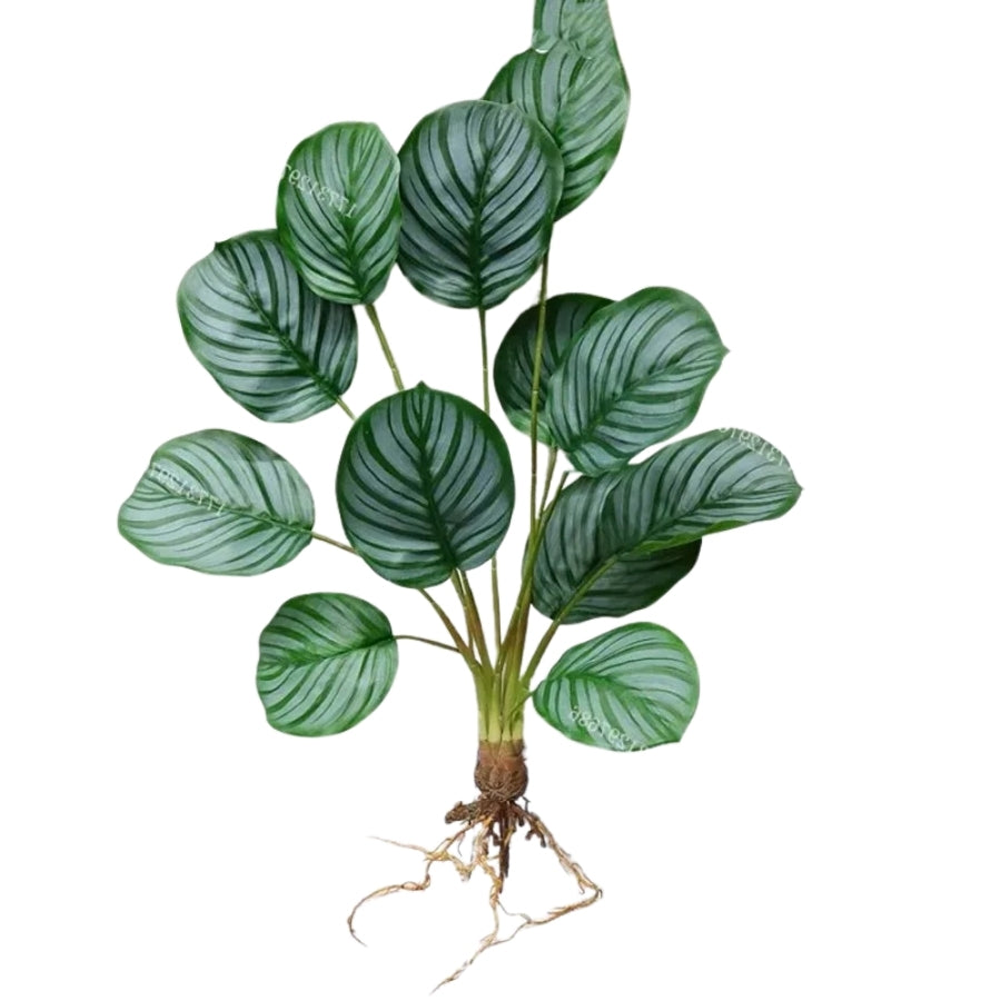 Calathéa Vert Intense