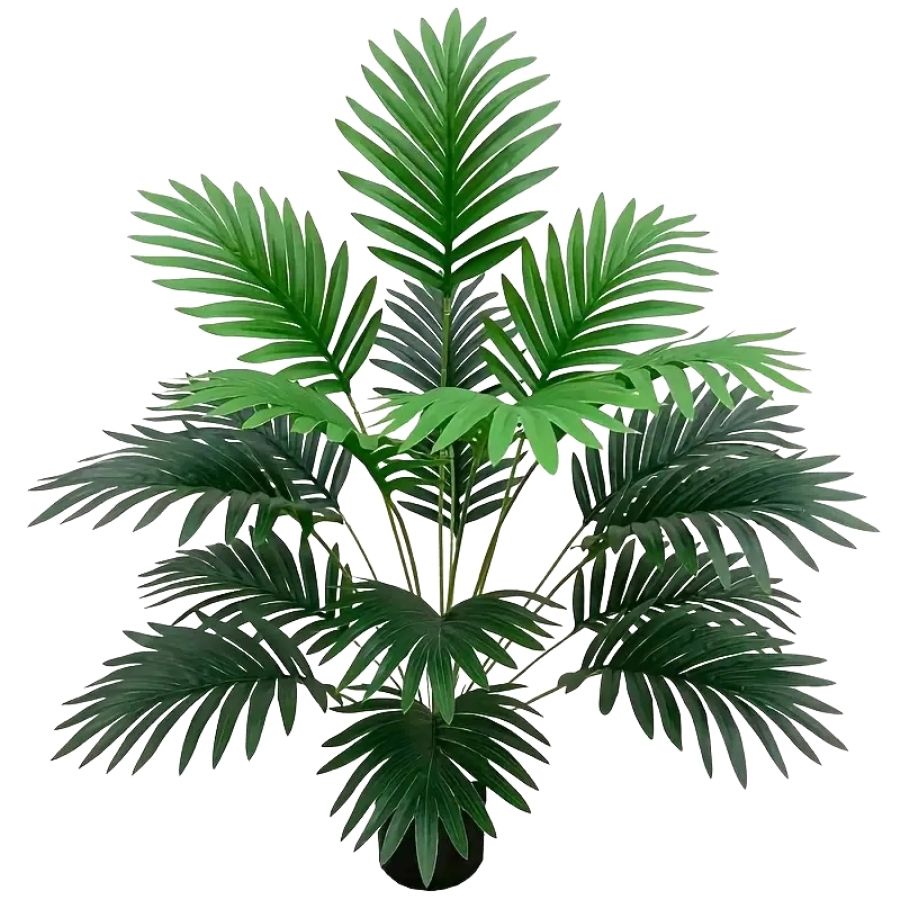 The elegance of the Monstera palm tree