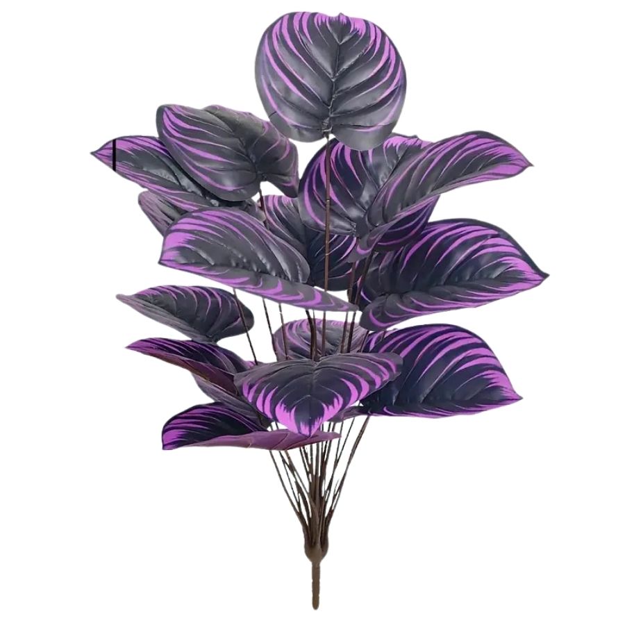 Calathea Violette Élégance