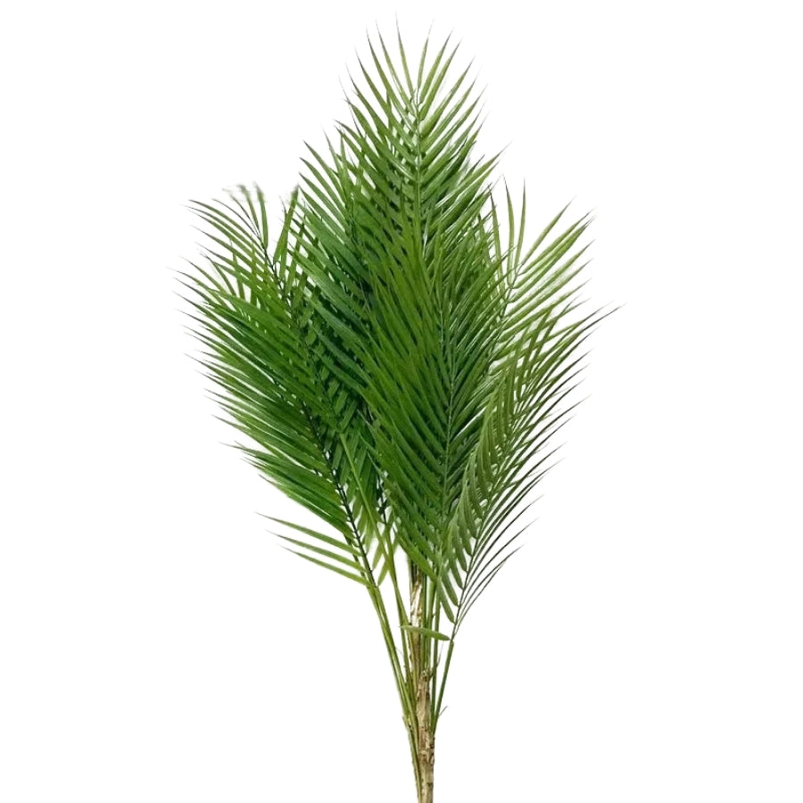 Palmier Prestige Naturel