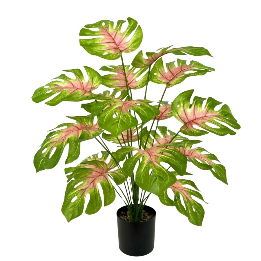 Monstera Rosea