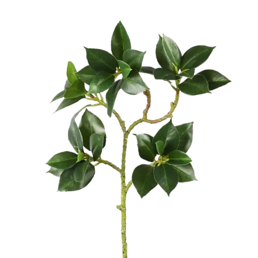 Élégance Naturelle - Le charme discret d'une verdure éternelle