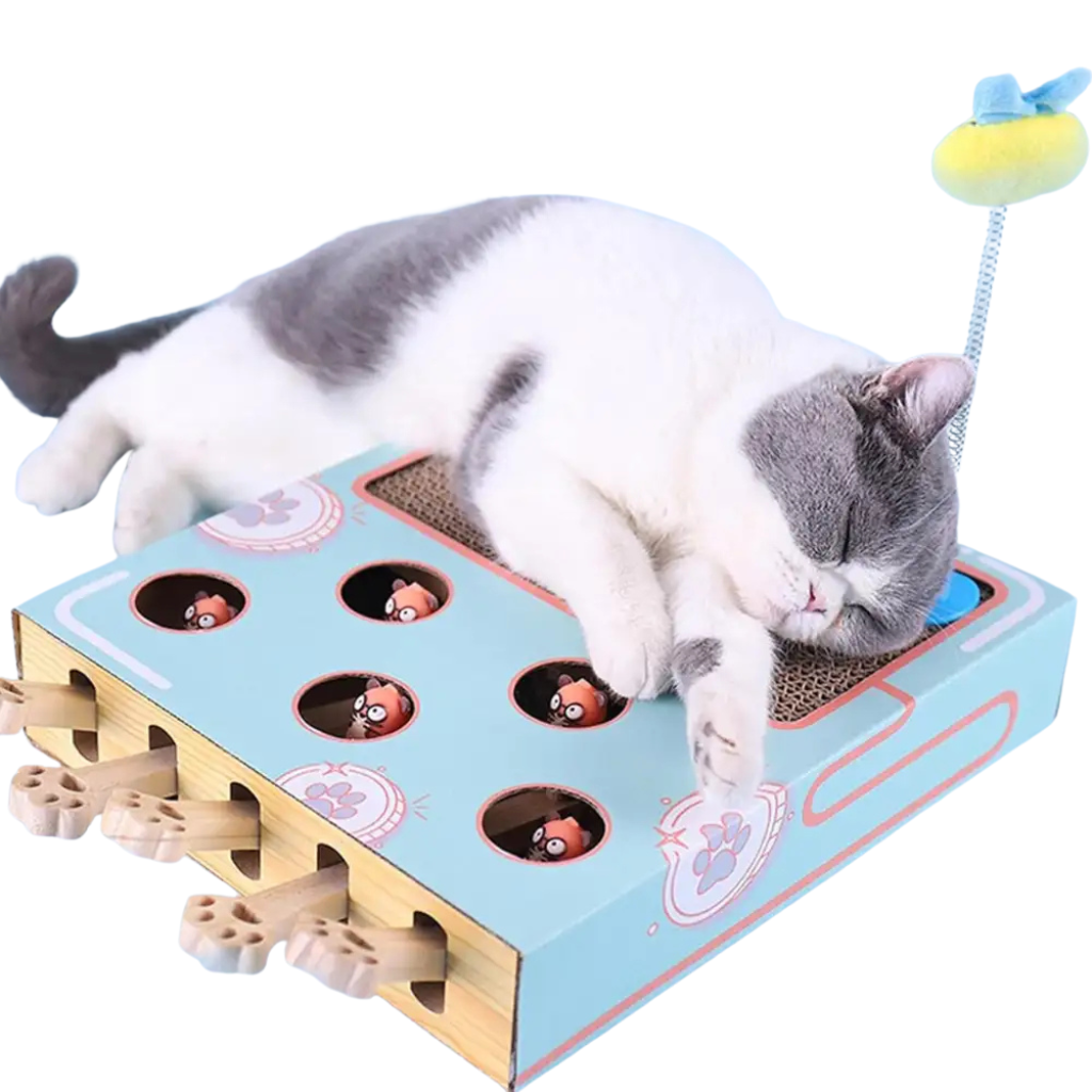 Jeu interactif chat