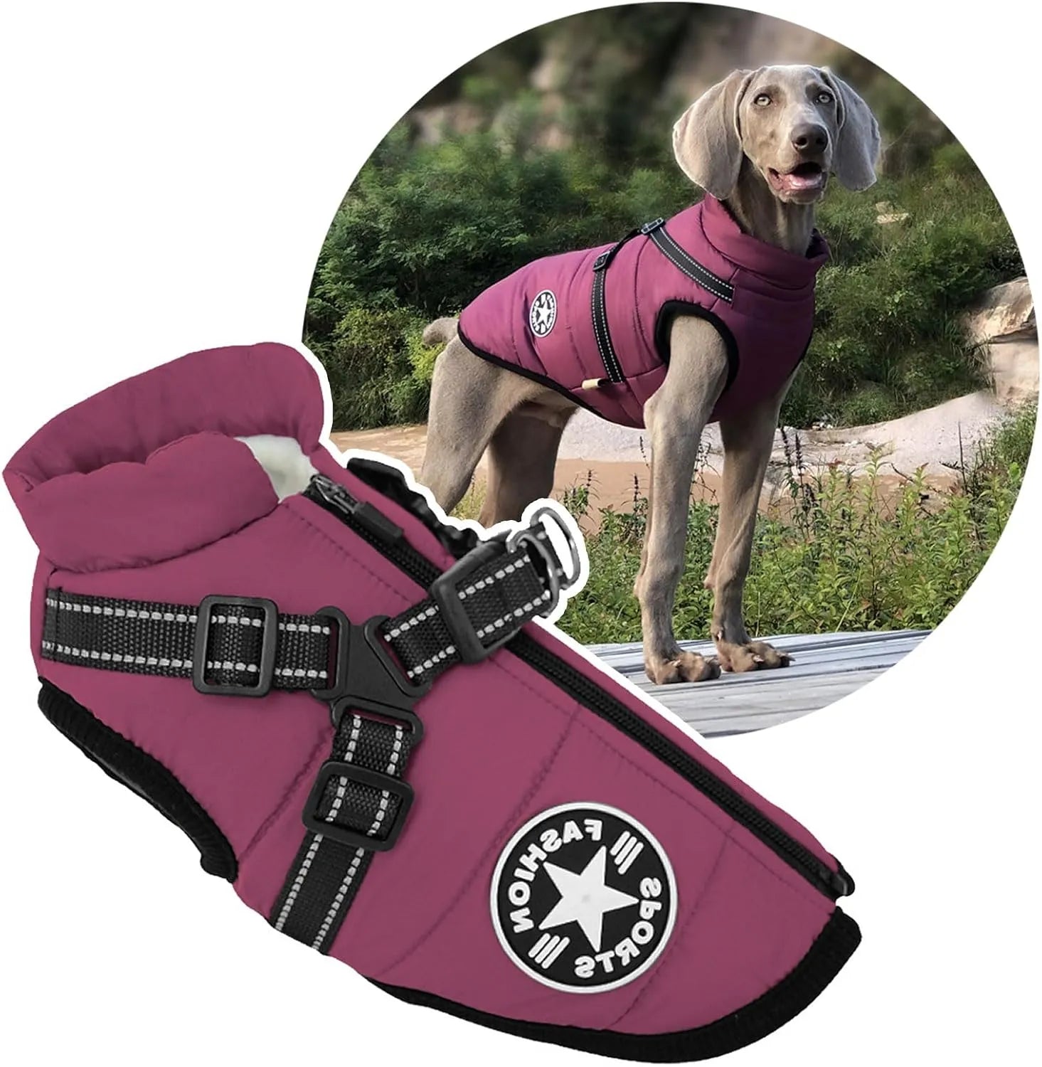 Dog harness