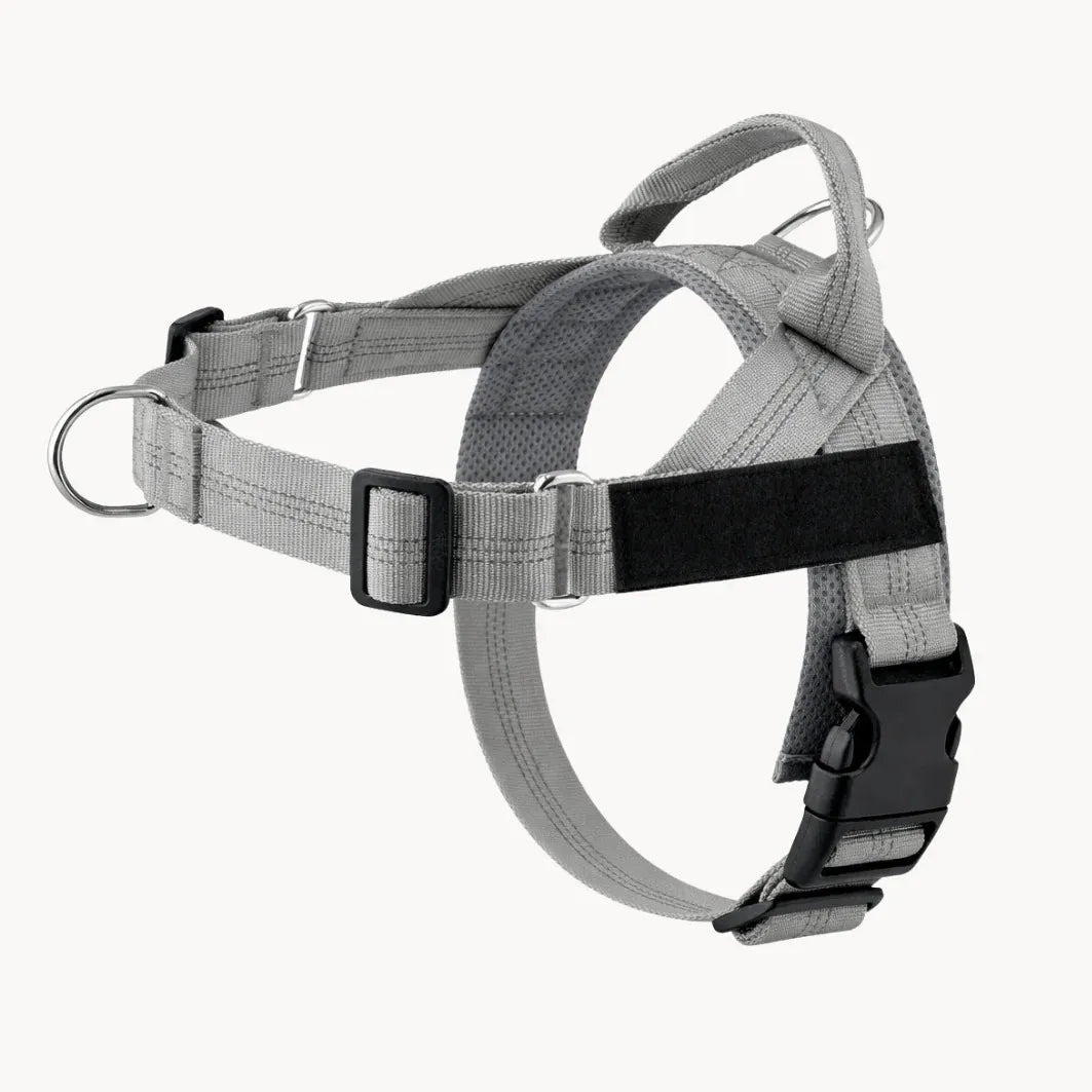 Harnais de dressage