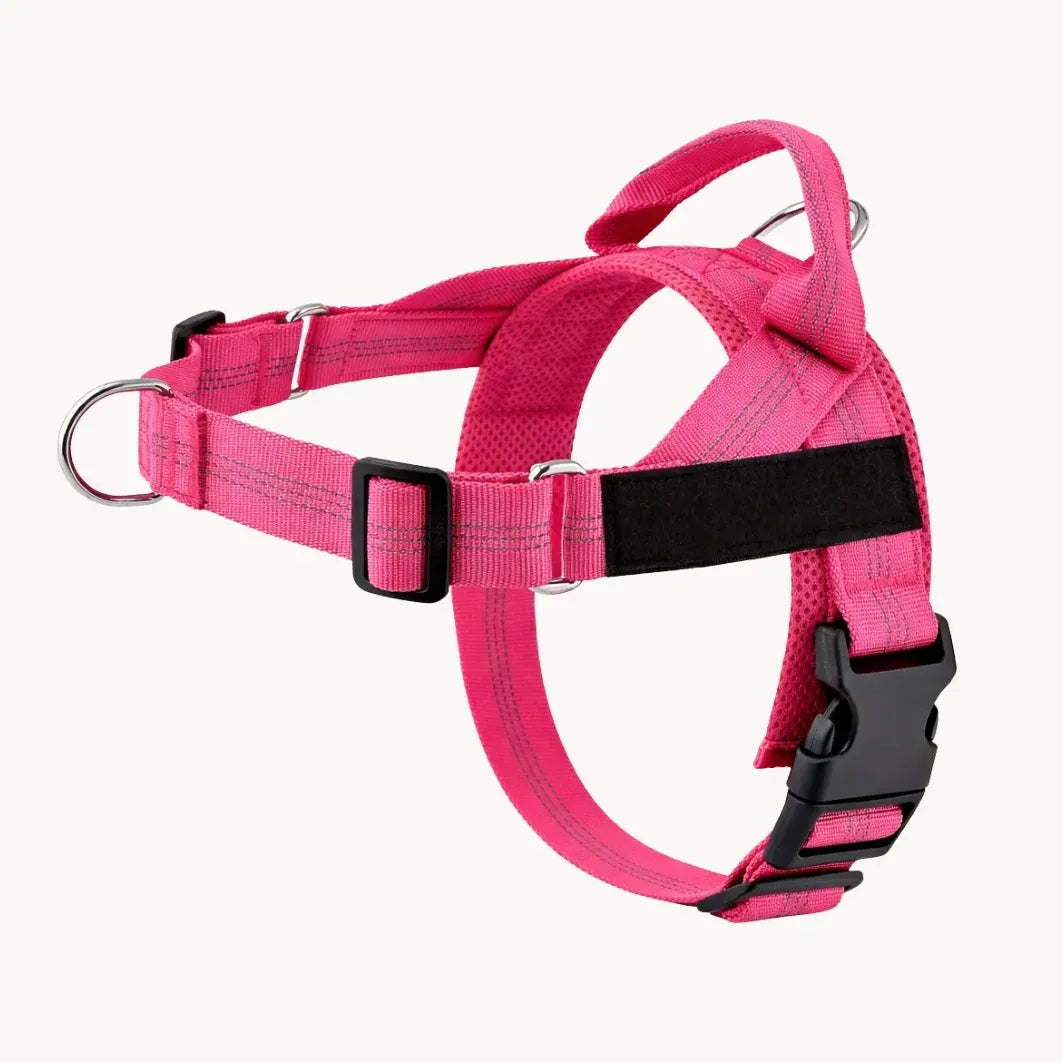 Harnais de dressage