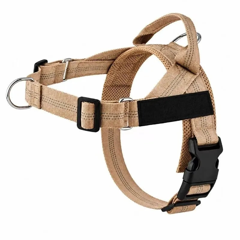 Harnais de dressage